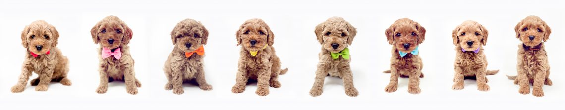 4-Available Puppies Final Webiste Banner1