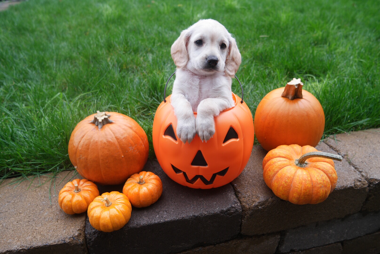 Pups By Taylor - Seattle Labradoodles, Goldendoodles, and Double Doodle ...